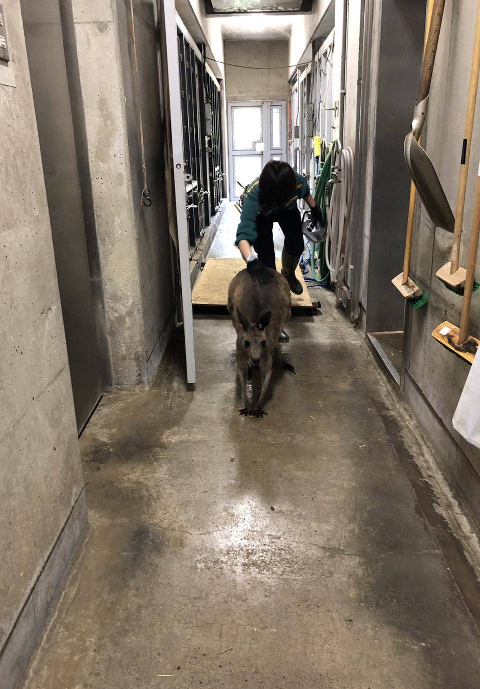 カンガルーの体重測定 開園日ver.の写真