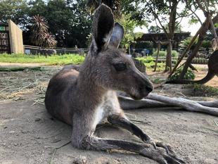 ジャイコが亡くなりました
