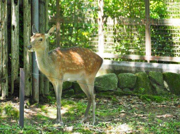 衣替えの季節の写真