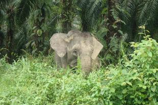 「ブログ de トラベル」ボルネオの野生ゾウに会いに！