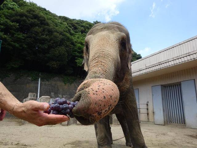 はなのはなしの写真