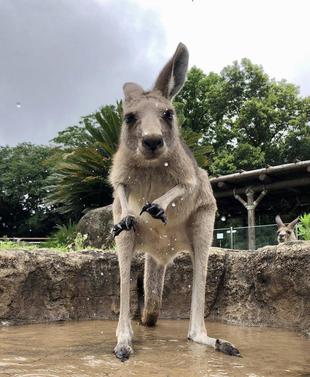カンガループールはじめました
