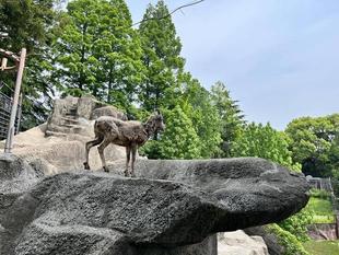 ウタマル　岩山に爆誕