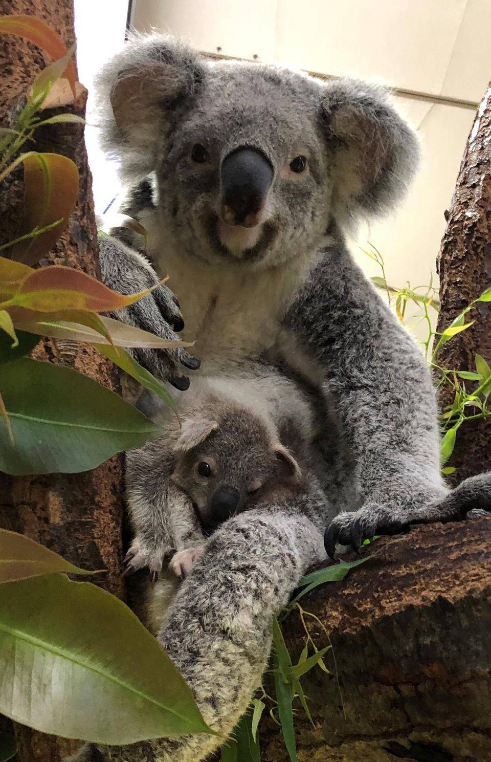 記者発表 コアラの子が出袋しました お知らせ 金沢動物園公式サイト 公益財団法人 横浜市緑の協会