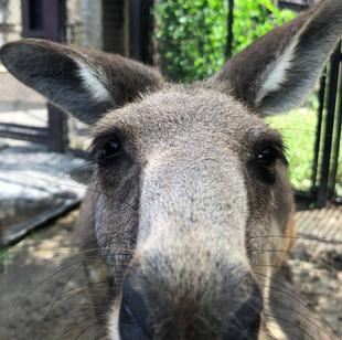 ピコっと折れた右耳が特徴、ペンタ