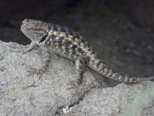 「ブログ de トラベル」 アメリカ南西部③