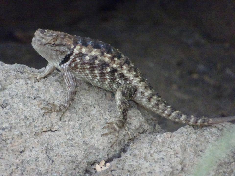 「ブログ de トラベル」 アメリカ南西部③の写真