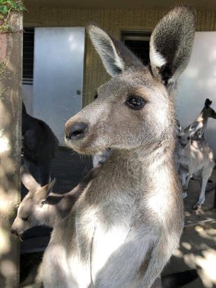 キラキラきゅるん♪、イチゴパン