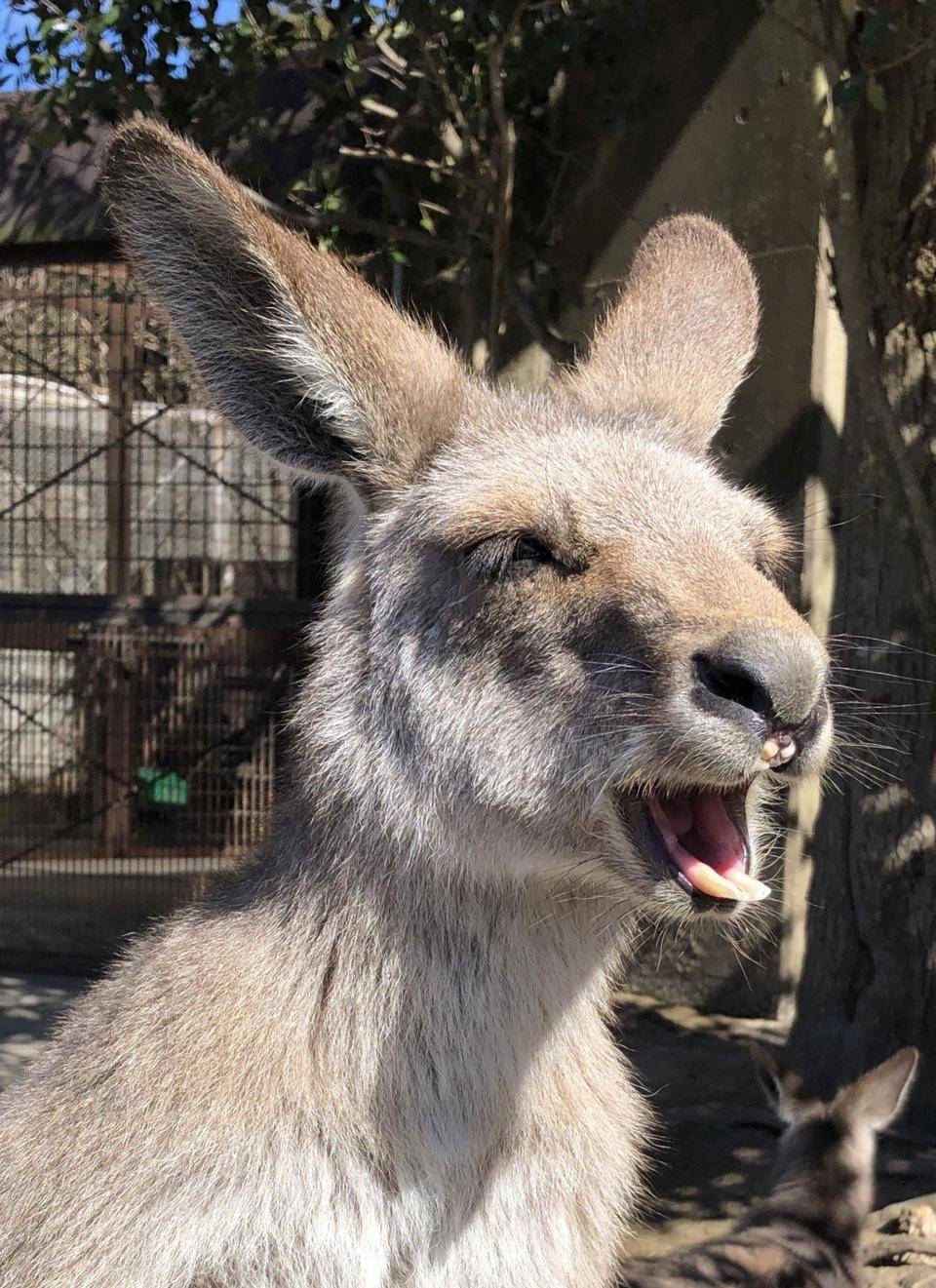 クールビューティー、ピタパンの写真