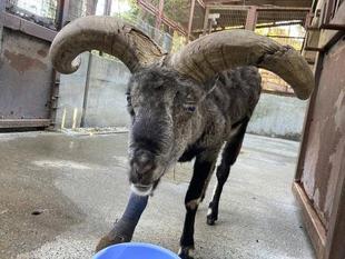 おつかれさまワカバ