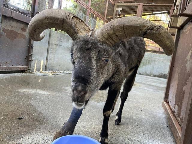 おつかれさまワカバ の写真