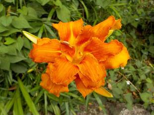 ヤブカンゾウとノカンゾウ