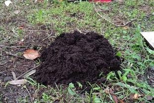 夏休み企画「身近な生きものを知ろう!」~モグラ編~