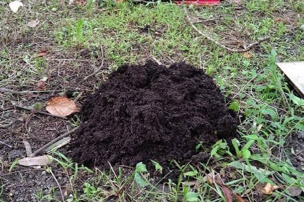 夏休み企画「身近な生きものを知ろう!」~モグラ編~の写真