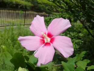 暑い夏です。お体には、お気をつけください！