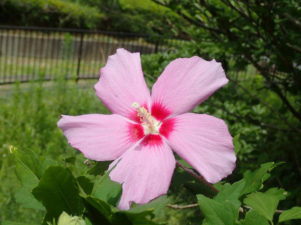 暑い夏です。お体には、お気をつけください!の写真
