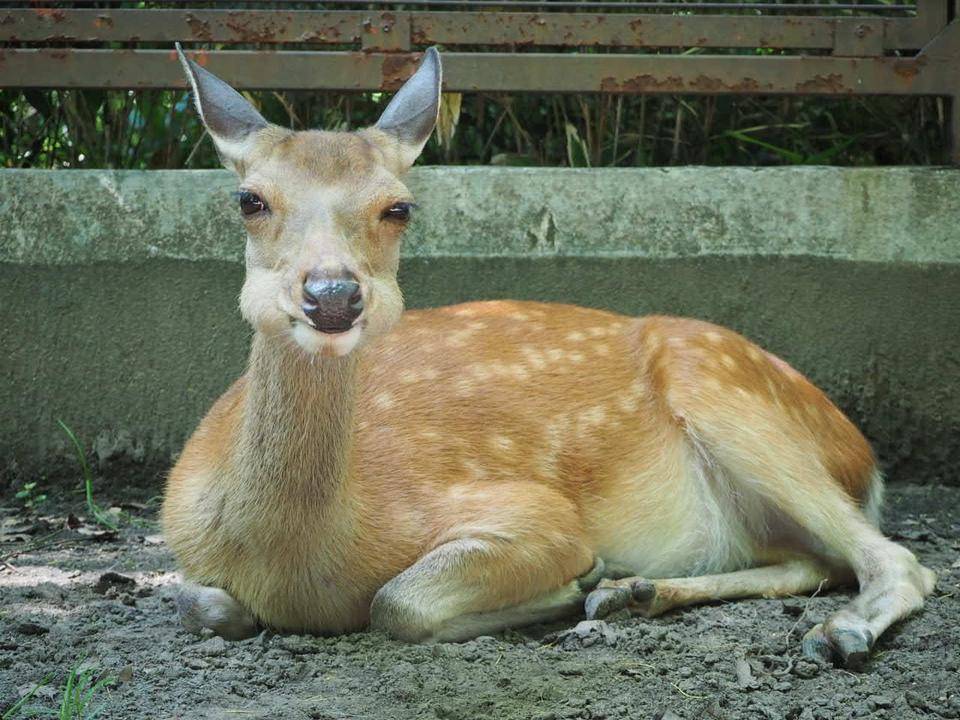 夏毛派の方々への写真
