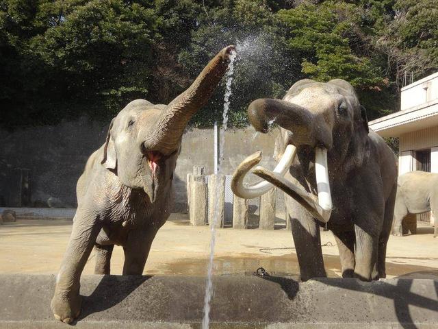 続~はなのはなしの写真