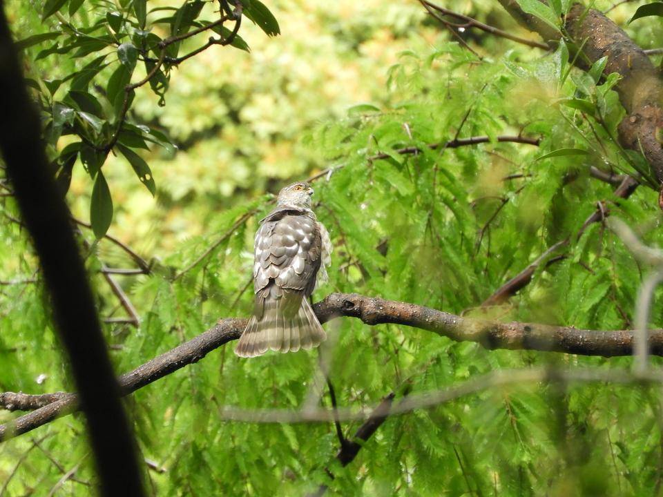 夏休み企画「身近ないきものを知ろう!」~野鳥編~の写真
