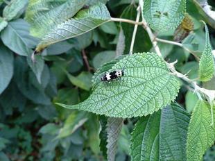 夏休み企画「身近ないきものを知ろう!」開催中!