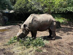 キンタロウのさいごの様子