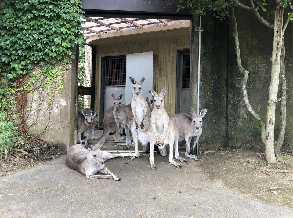 夏のある日のカンガルーの写真