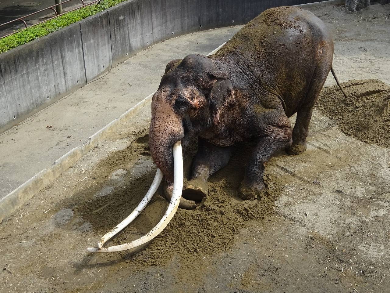 新しい砂!の写真