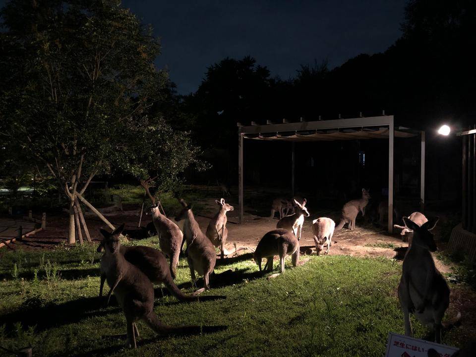 ナイト金沢ZOO カンガルー編の写真