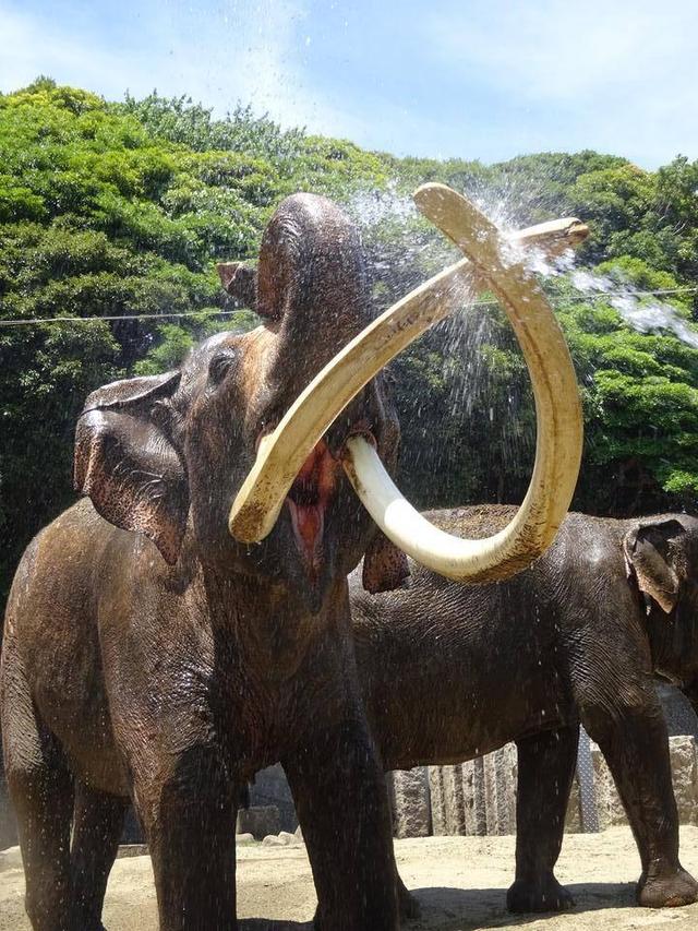 ヨーコはセンサーの達人の写真
