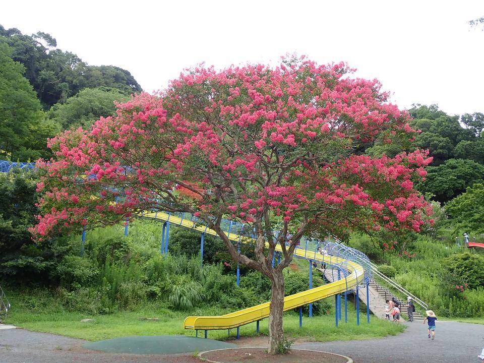 夏の花サルスベリの写真