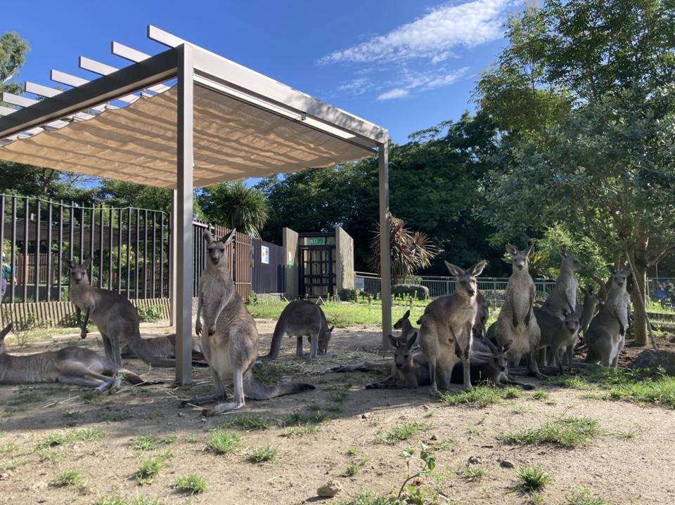 カンガルーの展示場に日除け設置工事を行いましたの写真