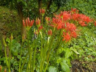 お彼岸の時期のヒガンバナ