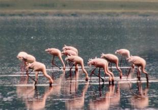 ブログ de トラベル サバンナの動物に会いに‼ (フラミンゴ編)