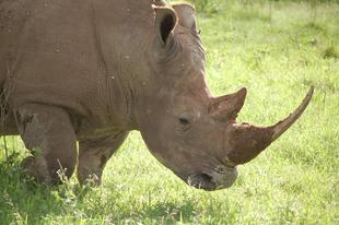 ブログ de トラベル サバンナの動物に会いに‼ (シロサイ編)