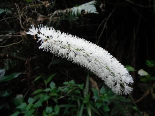 サラシナショウマ