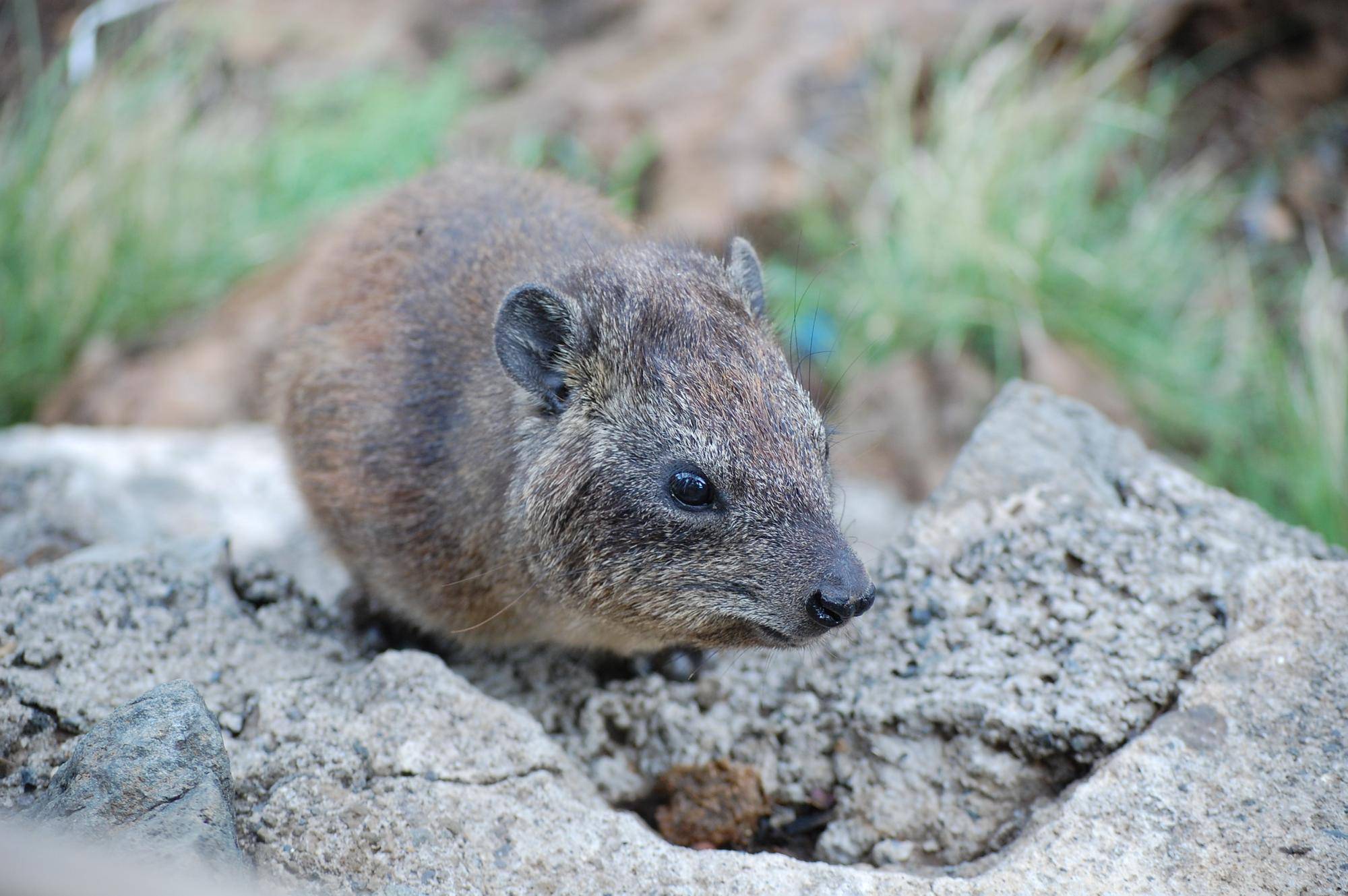 ブログ de トラベル サバンナの動物に会いに‼ (ハイラックス編)の写真