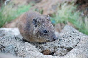ブログ de トラベル サバンナの動物に会いに‼ (ハイラックス編)