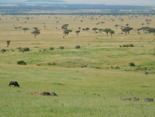 ブログ de トラベル サバンナの動物に会いに‼(出発編)