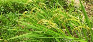 およそ４０年ぶりの風景