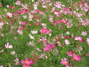 秋の気配がします。
