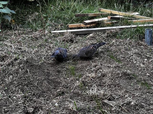 牧草 成長日記 ②の写真