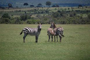 ブログ de トラベル　サバンナの動物に会いに‼　(シマウマ編)