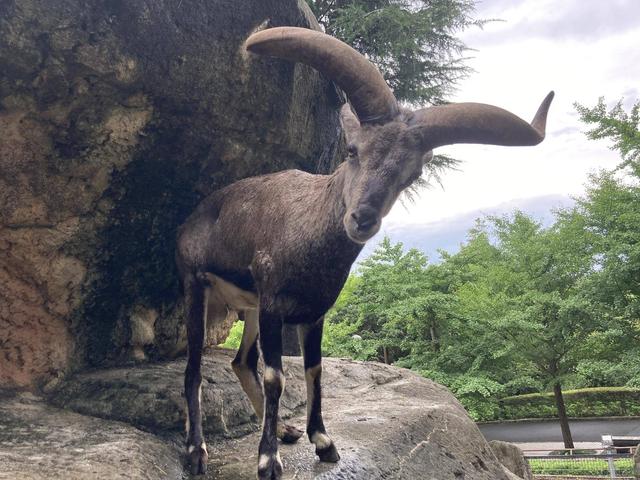バーラル一家のご紹介part2の写真
