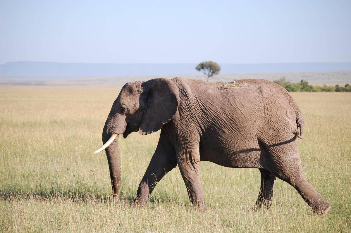 ブログ de トラベル サバンナの動物に会いに‼ (アフリカゾウ編