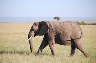 ブログ de トラベル　サバンナの動物に会いに‼　(アフリカゾウ編)