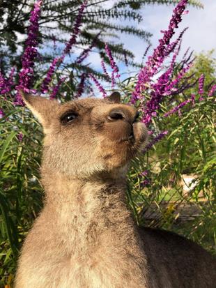 カンガルーブログ　アメジストセージとカエデ