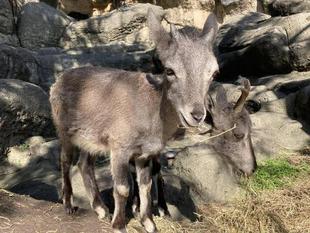 バーラル一家のご紹介part3