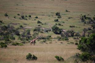 ブログ de トラベル　サバンナの動物に会いに‼　(キリン編)