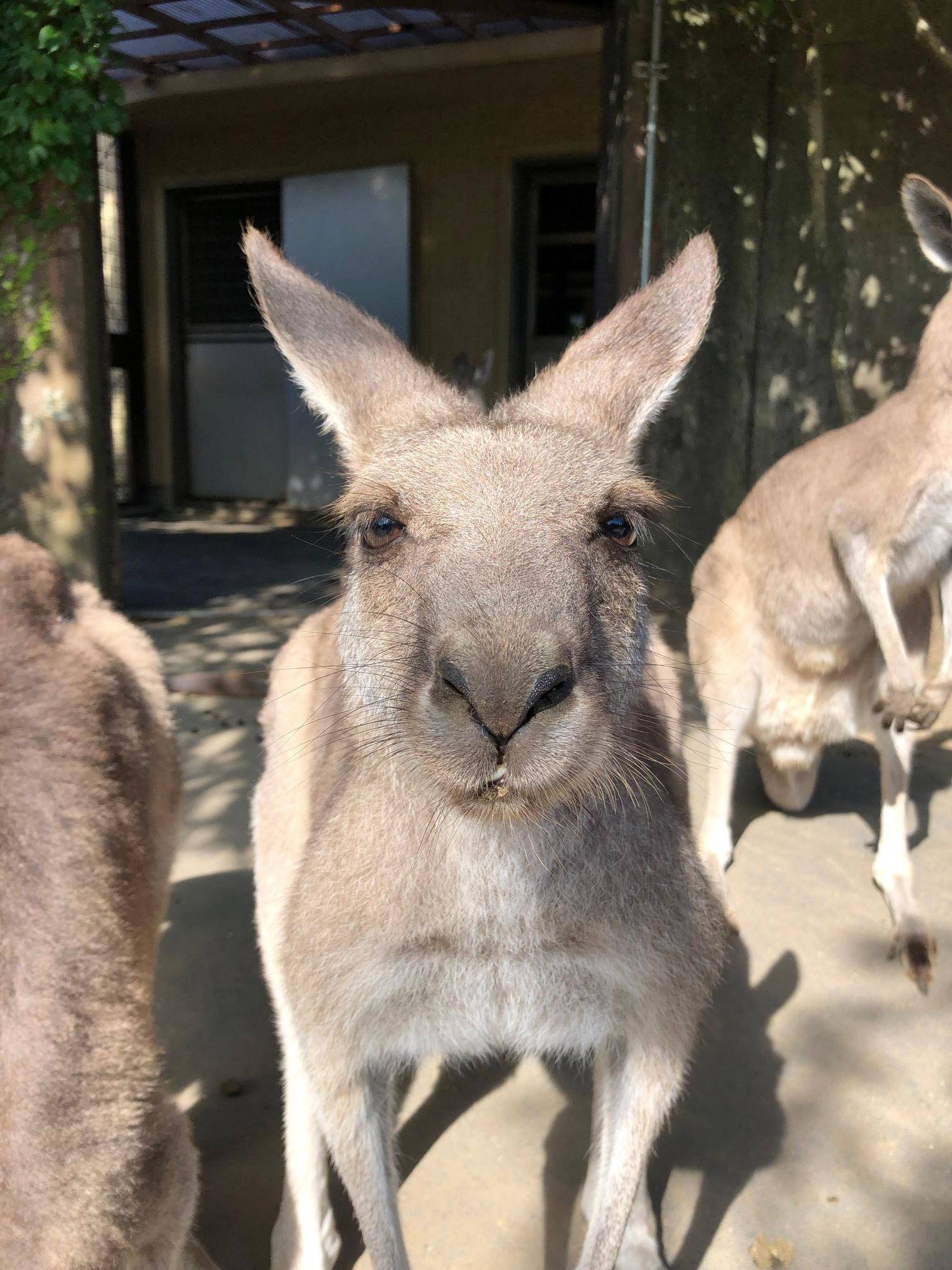 オオカンガルー個体識別おさらい編 メスの最後はカエデの写真