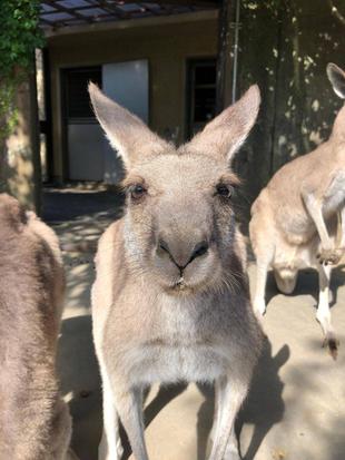 オオカンガルー個体識別おさらい編　メスの最後はカエデ